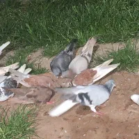 ۲۰عددکبوتر