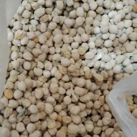 نخود محلی تمیز تمیز