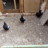 جفت مینا کرمانی