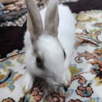 خرگوش