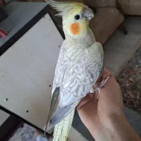 عروس هلندی