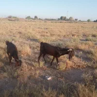 قوچ بره شیشک نری بز همگی چاق