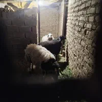 قوچ یک سال ونیم