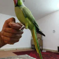 طوطی سخنگو وباهوش