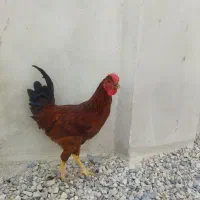 مرغ و خروس