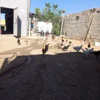 مرغ و جوجه تخم گزار