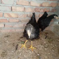 جوجه ۴ ماهه