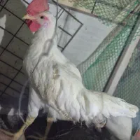 خروس سفید محلی