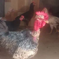 مرغ و خروس محلی