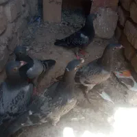 کبوتر جوجه