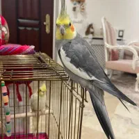 فروش یک جفت عروس هلندی