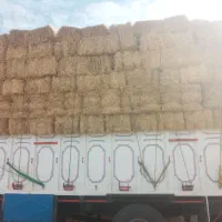 خریدار و فروش کاه و حمل گندم