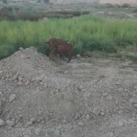 بز نر وماده