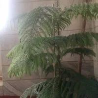 کاج مطبق