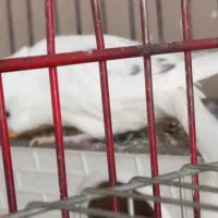 مرغ عشق استرالیایی