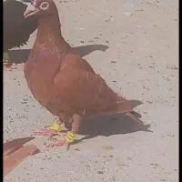 کفتر سرخ