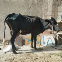 گاو پُر شیر درجه یک بشرط 12کیلو شیر