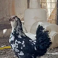 مرغ و خروس فروشی علی آباد قاجار