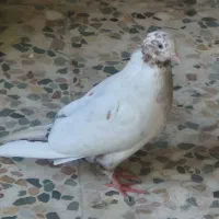 کبوتر