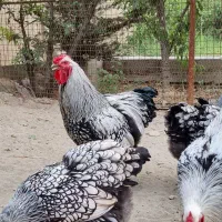 ویاندوت سیلور فقط جوجه