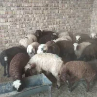 ۱۲راس بره سبک وزن