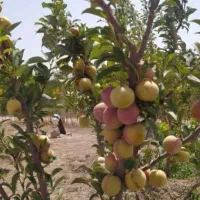 باغ-فروشی-هزار-متری-در-ابیک-گازرسنگ