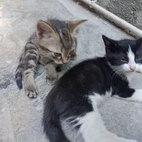 سرپرستی گربه و بچه هاش