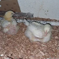 جوجه مرغ گوشتی