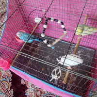 پنج تا مرغ عشق
