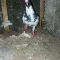 کبوتر پرشی قلدر