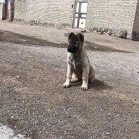 واگذاری توله سرابی