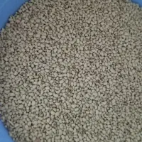 لوبیا چش بلبلی (ماش)