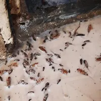 سمپاش ساس تخصصی تک مرحله گارانتی کتبی سم پاشی سوسک|خدمات نظافت|تهران, چهارصد دستگاه|دیوار