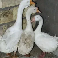 قو غاز اکراینی