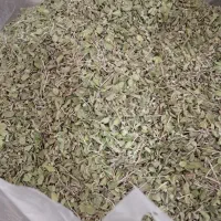 آویشن کوهی برگ پهن