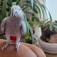 کاسکو پرحرف و باهوش