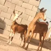 بز طلاله آهویی با کهره ماده سالم زرنگ