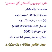 فروش نهال گل محمدی بیخار پاکوتاه مخملی