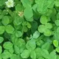 شبدر چین ۲ بدون و گیاه و خیلی تمیز
