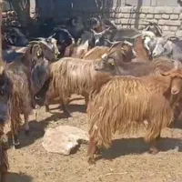 بز مناسب داشت وشیر دهی بالا