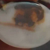 نگین عقیق شجر