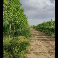 500متر-باغچه-با-64تا-درخت-زیرقیمت
