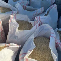 کاه خرمنکوب ریز