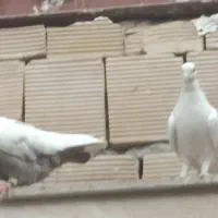 کفتر|پرنده|مشهد, رباط طرق|دیوار