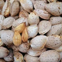 بادام پوست کاغذی