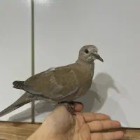 کفتر