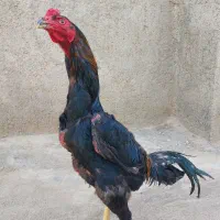 لاری اوشامو