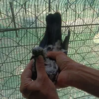 کفتر خوب پرشی