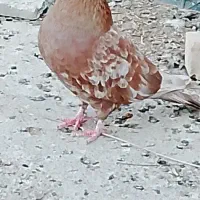 ماده طلایی