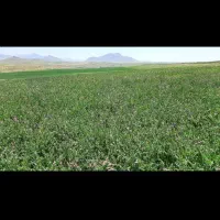 نیازمندکارگرساده
